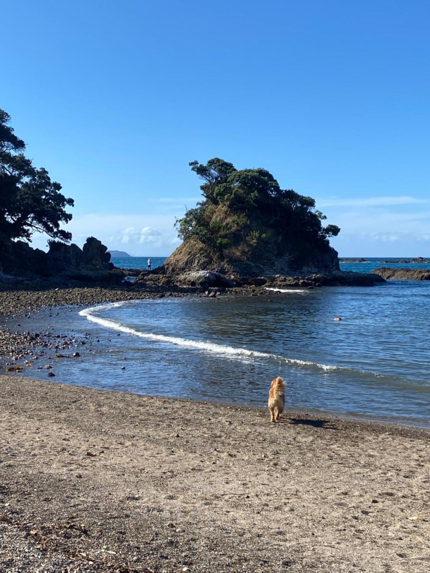 Kereru Cabin - Spectacular Seaviews, Rustic, Glamping Eco Adventure Palm Beach Esterno foto